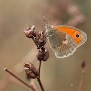 Barwy wyschniętej łąki 