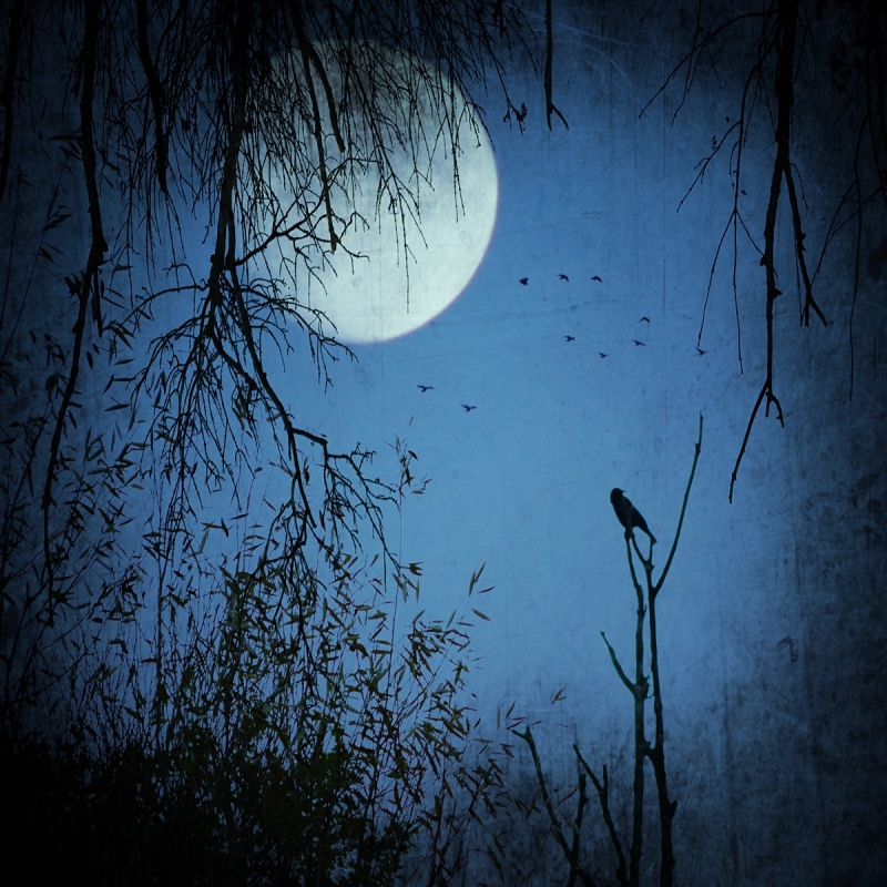 robin74r - 	When the Wild Wind Blows.... http://www.youtube.com/watch?v=WjKKD6yXlVc. Zdjęcie 109197