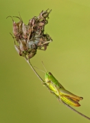 pod strzechą 