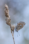 A Hazy Shade Of Winter