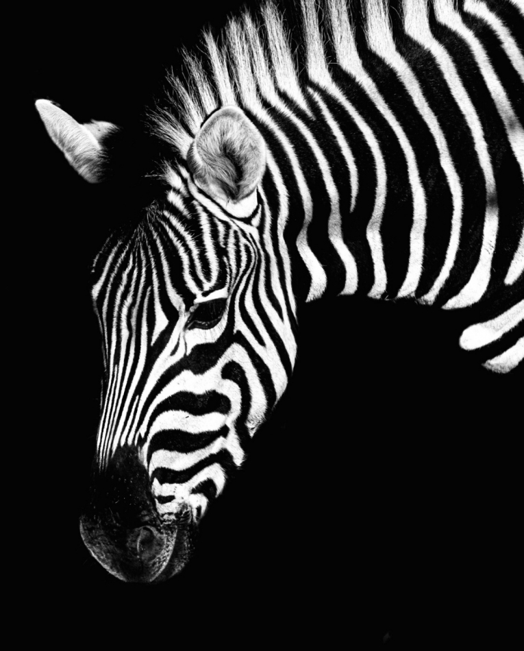 la cebra. . Zdjęcie 336774