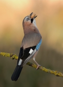 Sójka (Garrulus glandar...