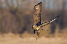 Myszołów, Common Buzzar...