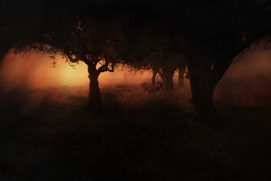 robin74r - Dark Side of the Woods.... . Zdjęcie 329471