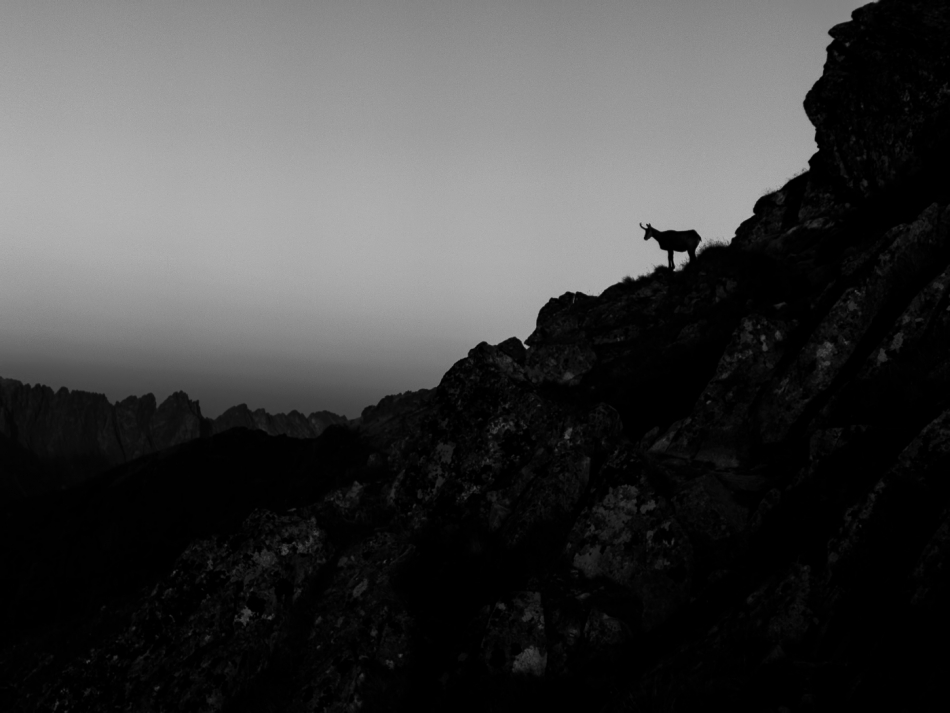 marekz - . . Zdjęcie 327311