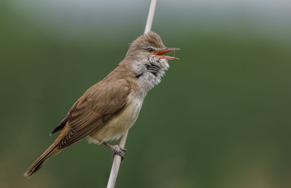 slaw300 - Trzciniak . . Zdjęcie 336979