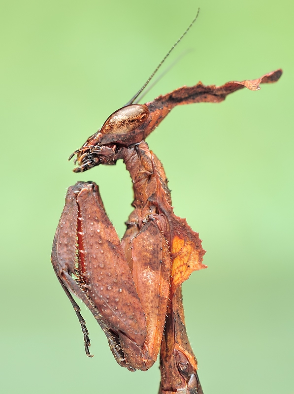 irass - ,Phyllocrania paradoxa.. . Zdjęcie 19843