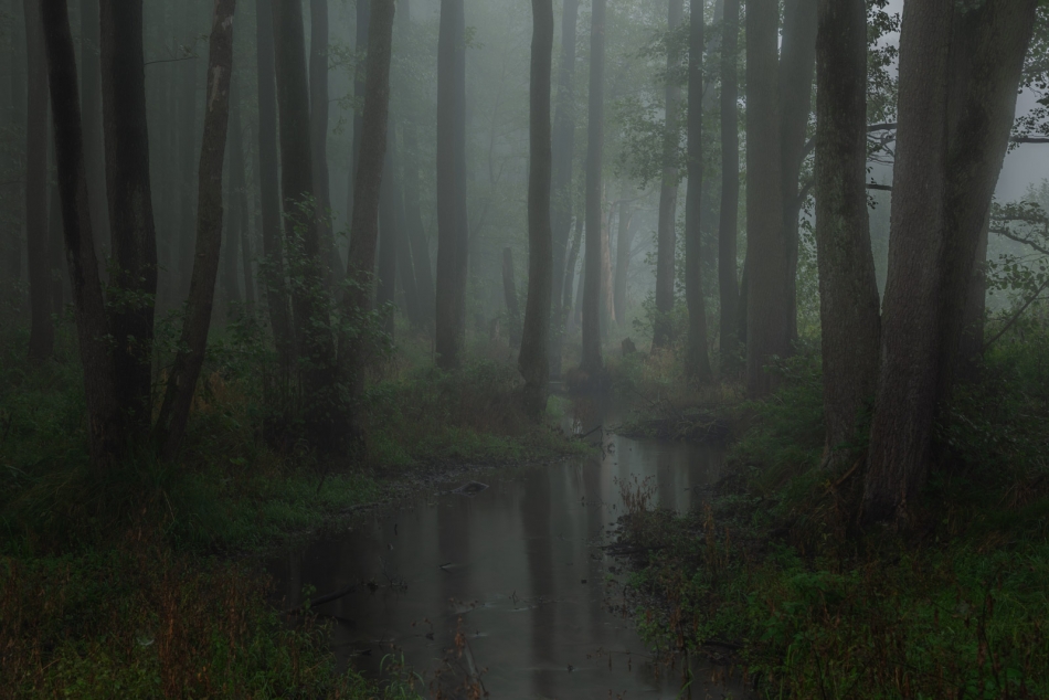 Rzeka Gać. Spalski Park Krajobrazowy (woj.łódzkie). . Zdjęcie 336319