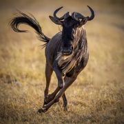 Dokąd gna Gnu