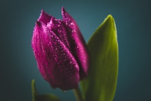 Tulipanek