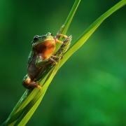Ziabka