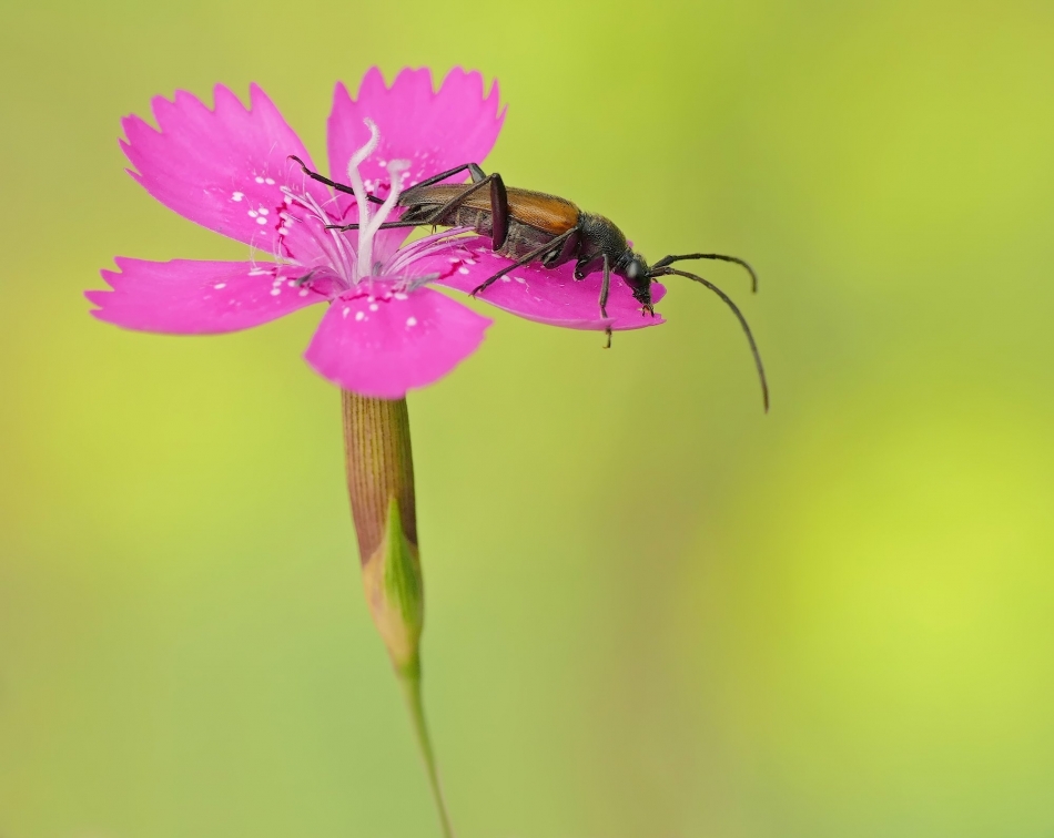 Zmorsznik czerwony (Stictoleptura rubra). PE proszę. Zdjęcie 333699