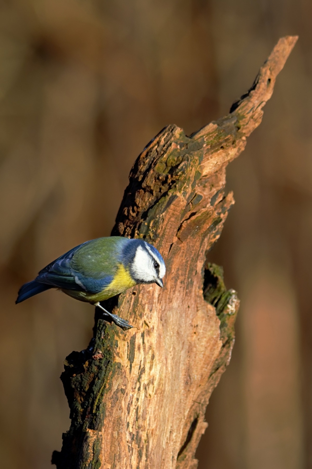 Kawecki.foto-przyroda - Modraszka. . Zdjęcie 310591