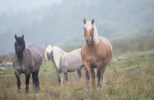Rum Ponies