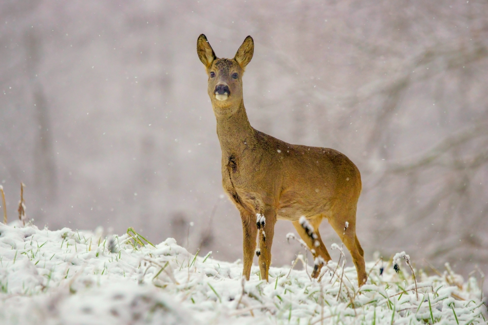 amigamedia - Widziadło. Sarna - Capreolus capreolus. Zdjęcie 258142