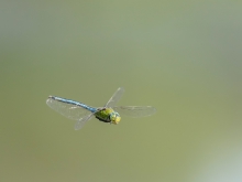 Helikopter