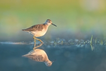 Łęczak, Wood Sandpiper ...