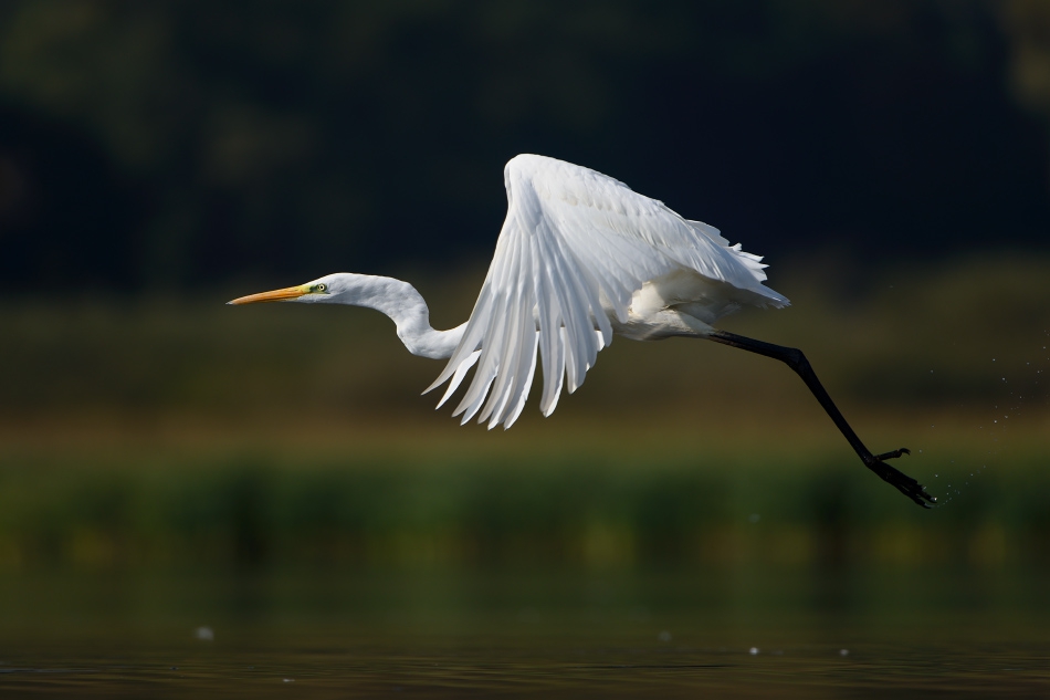 Egretta alba. . Zdjęcie 175347