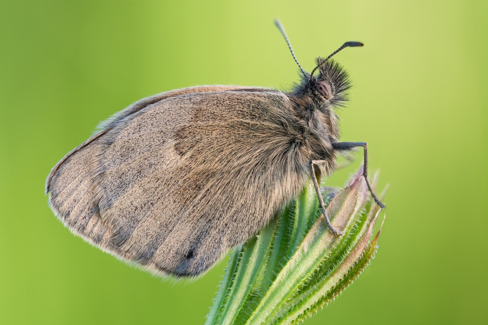 prajzner - Coenonympha pamphilus. PE!. Zdjęcie 169477