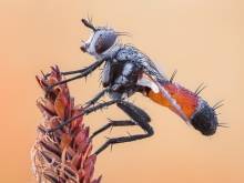 Cylindromyia brassicaria