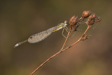 Diamentowa ważka