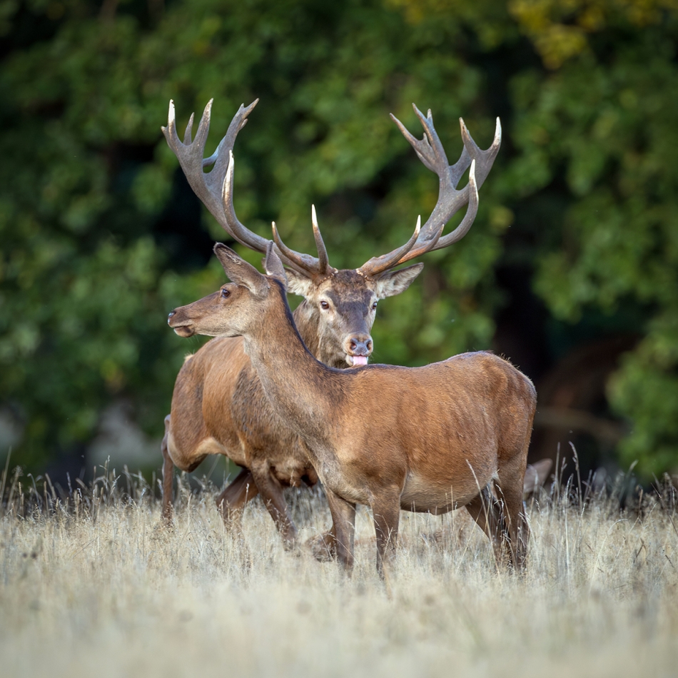 rybo_lub - Is This Love?. . Zdjęcie 336651