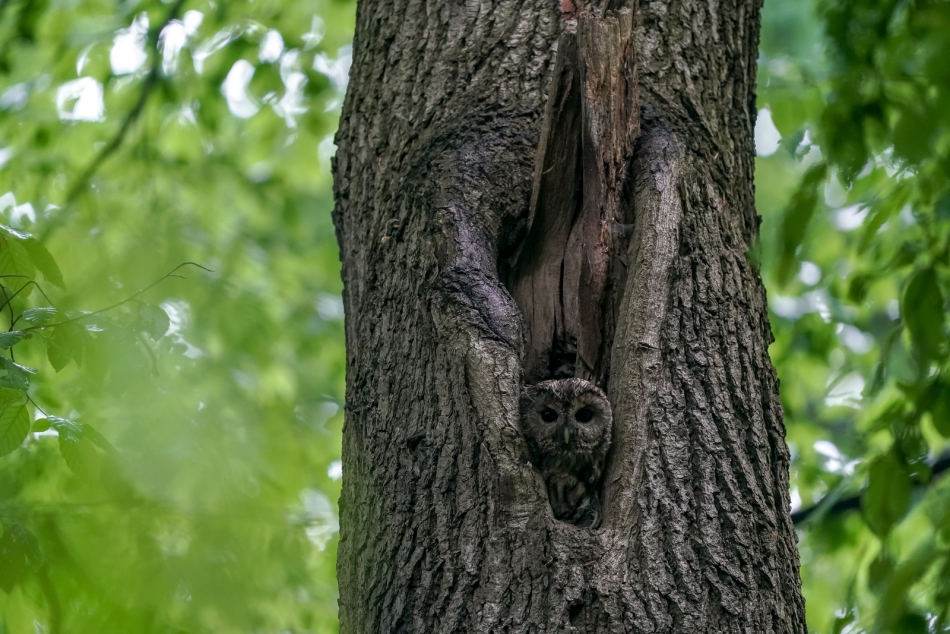 amigamedia - Czujny wzrok mamusi.  Puszczyk (Strix aluco) Przyroda naszego regionu - Bełsznica Wieś Sony ILCE-9+Sony SEL200600G FE 200-600mm f/5.6-6.3 G OSS Przysłona: f/6,3; Czas ekspozycji: 1/60 s; ISO: 1600; Ogniskowa: 600 mm.. Zdjęcie 316824