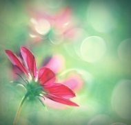dreams...