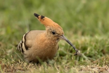 InsectSnack