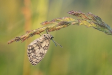 polowiec szachownica (M...