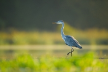 Czapla Siwa, Grey Heron...