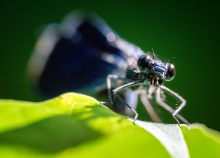 Dragonfly