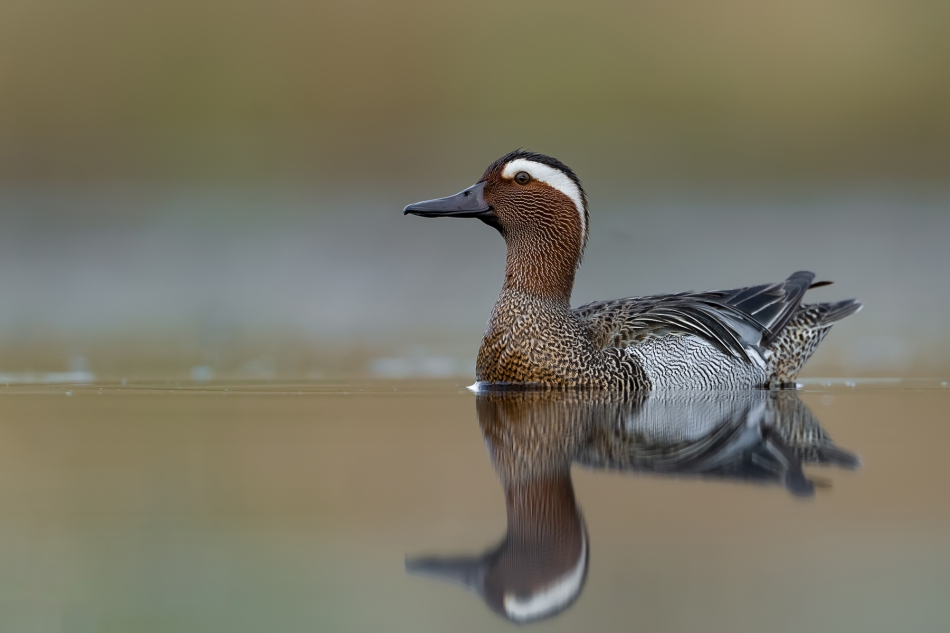 fotodam - Cyranka. . Zdjęcie 314321