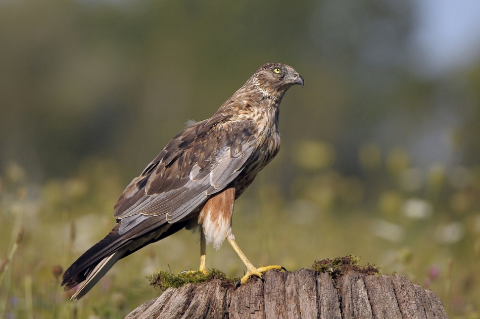 bodzio - Błotniak stawowy . . Zdjęcie 336603