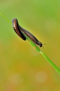 Dwuparzec