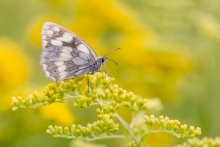 Polowiec szachownica