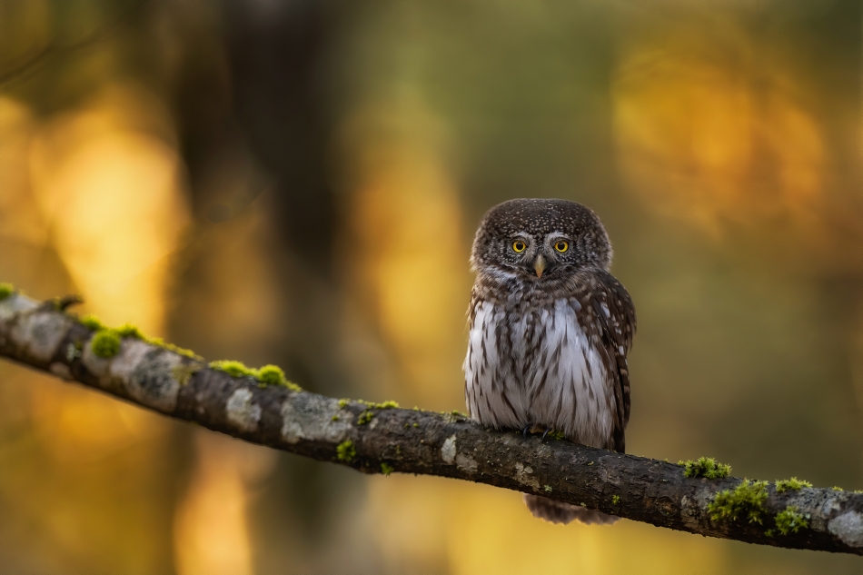 darek_d - wyczekiwanie. Puszcza Białowieska 2024. Zdjęcie 330108