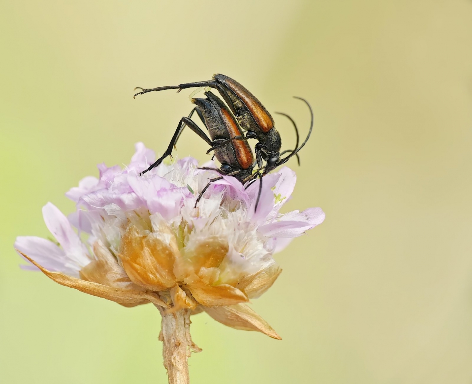 keni - Zmorszniki czerwone (Stictoleptura rubra). PE proszę.. Zdjęcie 316513