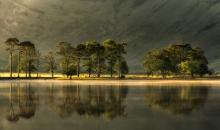 Trees