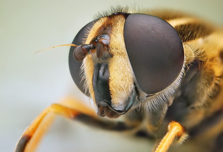 irass - ,smile please.. ,Helophilus pendulus.. Zdjęcie 20862