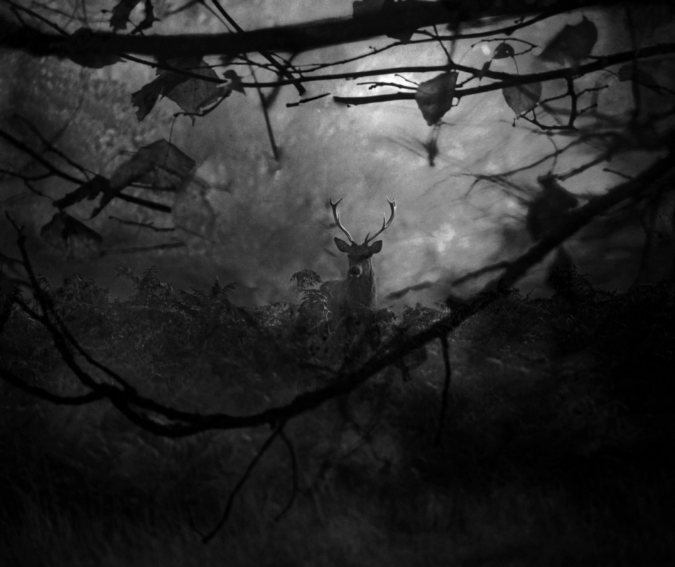 robin74r - Autumn Thoughts .... . Zdjęcie 319127