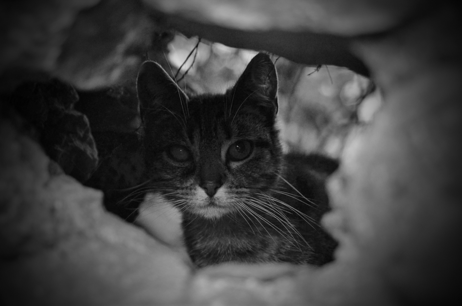 Cats  life. . Zdjęcie 336967