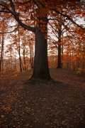 Autumn deluxe....