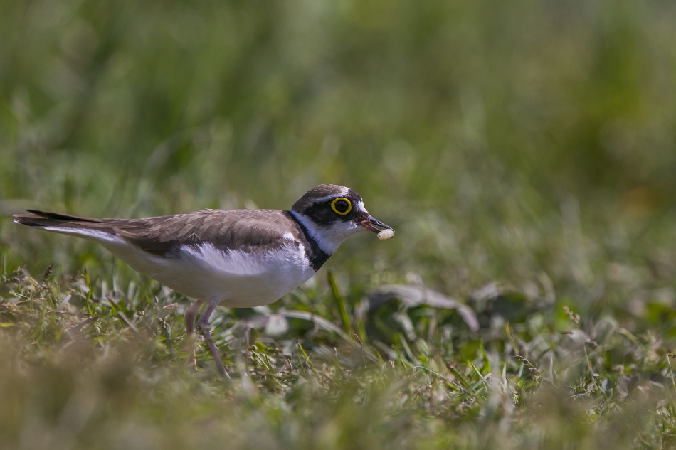 aratta - Sieweczka rzeczna (Charadrius dubius). . Zdjęcie 314762