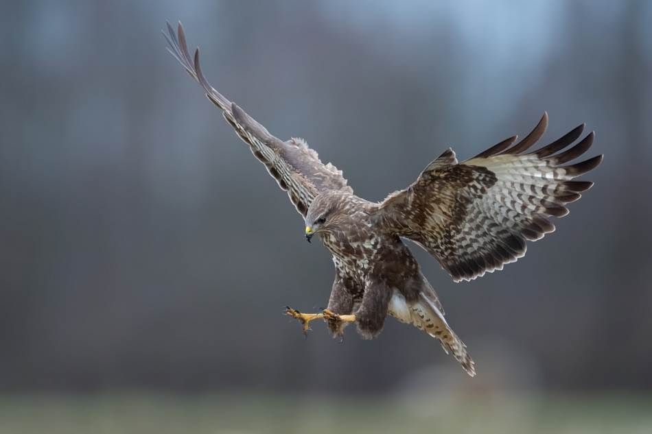 raftik - Myszołów, Common Buzzard (Buteo buteo) ... 2019r. . Zdjęcie 257117