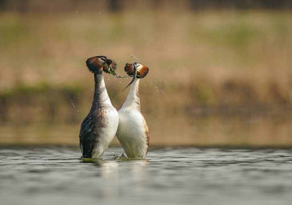 amigamedia - Godowy balet.  Perkoz dwuczuby (Podiceps cristatus) Przyroda naszego regionu - Gorzyce. Sony ILCE-9+Sony SEL200600G FE 200-600mm f/5.6-6.3 G OSS. Przysłona: f/6,3; Czas ekspozycji: 1/1250 s; ISO: 320; Ogniskowa: 600 mm.. Zdjęcie 313626