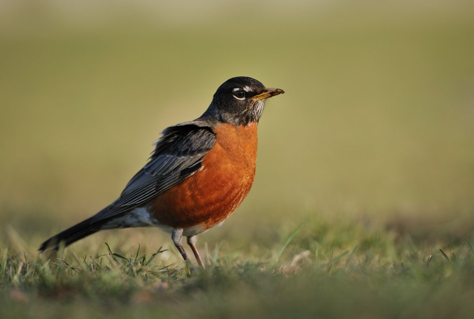 mundi - American Robin (Turdus migratorius ). . Zdjęcie 22116