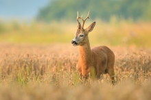Koziołek, Roe (Capreolu...