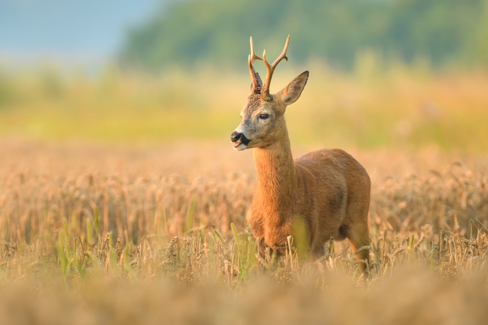 raftik - Koziołek, Roe (Capreolus capreolus) .... . Zdjęcie 248773