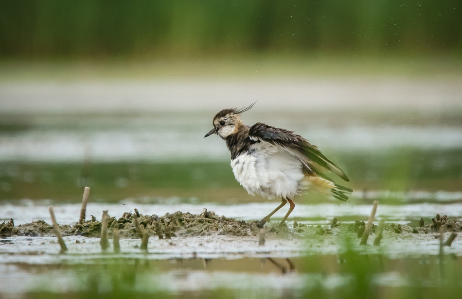 amigamedia - Czajeczka. Czajka - Vanellus vanellus. Zdjęcie 266586